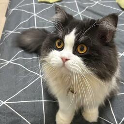 ペット萌え萌え