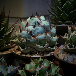 激安🌵植物卸売店
