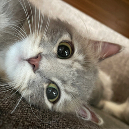 mel