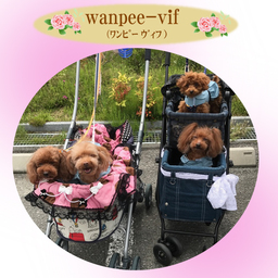 wanpee-vif
