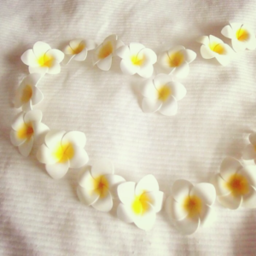 seashell♡