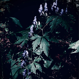setaria-v