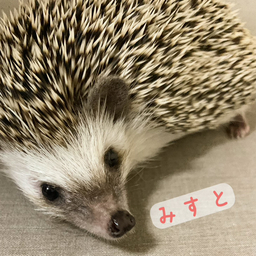 みすと