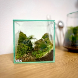 Life with moss