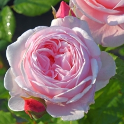 naema-rose