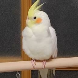 あにゃ