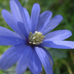 chimastine
