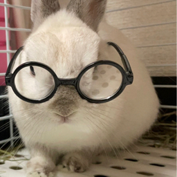 まろのてしごと便🐰💌