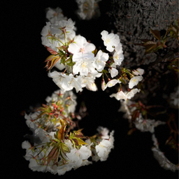 sakura-96