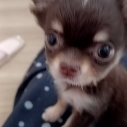 ＮＯＡ