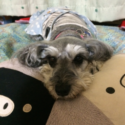 kyoko-choko