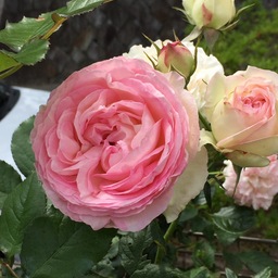 bourbon-rose