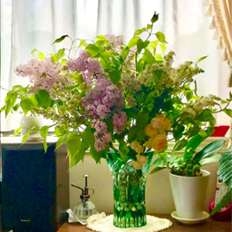 Lucky Lilac
