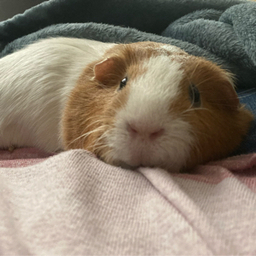 azulouie
