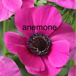 anemone