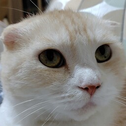 rukkun