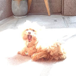 miﾁｬﾝ