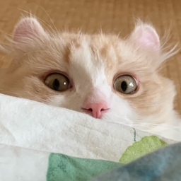p-suke