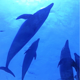 dolphin1629