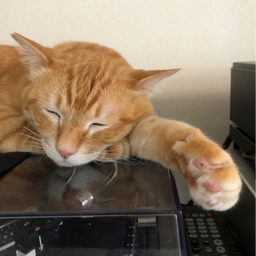 キヨニム
