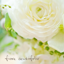 centifolir
