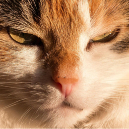 うたたねこ