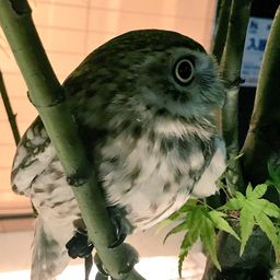 るる