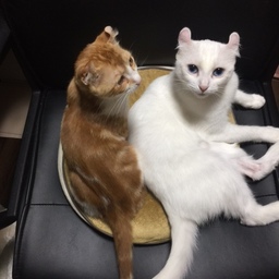 catsinsocks