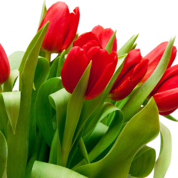 tulip38