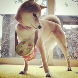 犬と猫の石鹸 ivory