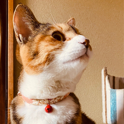 猫のしもべ