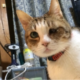 のんちゃん