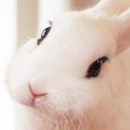Bunnyfloat