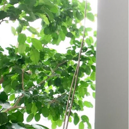 はま子の部屋