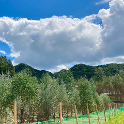 InoueFarm