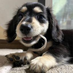 ちゃみー🐶すとーん💎