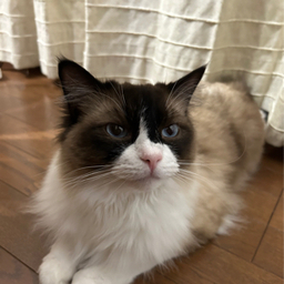 陽だまりドレス工房