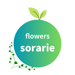 sorarie-hand