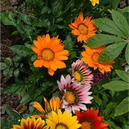 Aloha garden