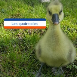 les4oies