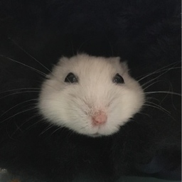さばちゃん