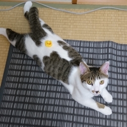 まめたむ