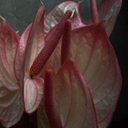 plants-garden