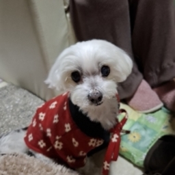 みち
