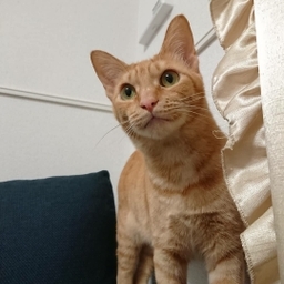 apricot-nail
