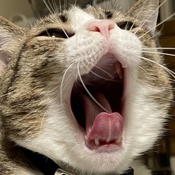 okiku
