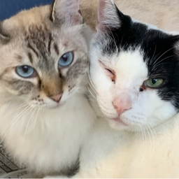 Ellears[エルイヤーズ] 