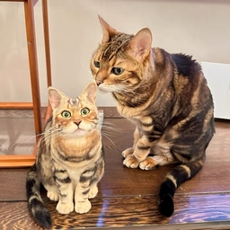 QDUうちの子フェルト工房