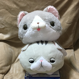 くろちゃん