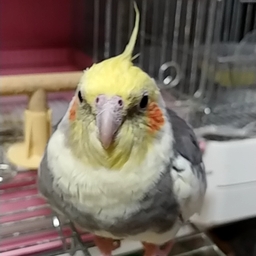 くまっぴ